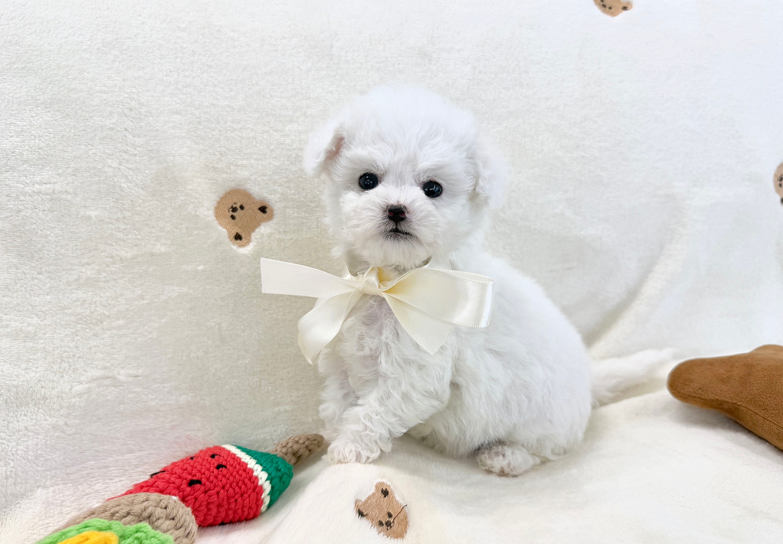 부산에서 2개월령 애기들 분양중이에용!~!~!~ 이미지 5