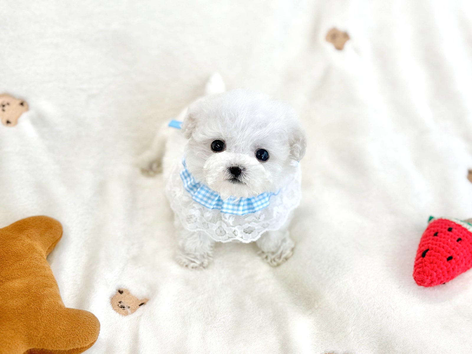 부산에서 2개월령 애기들 분양중이에용!~!~!~ 이미지 10