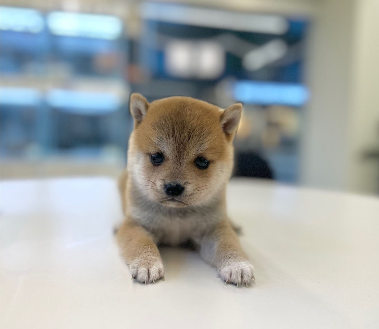 부산강아지분양 5만원