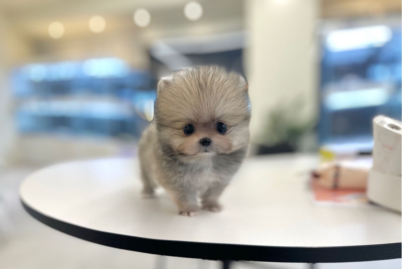 부산강아지분양 5만원 이미지 3