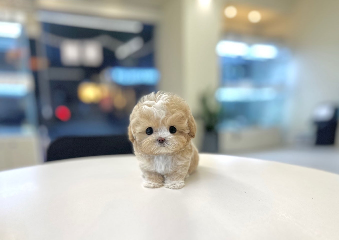 부산강아지분양 5만원 이미지 4