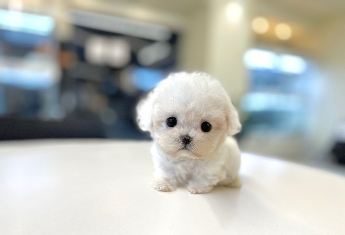 부산강아지분양 5만원 이미지 7