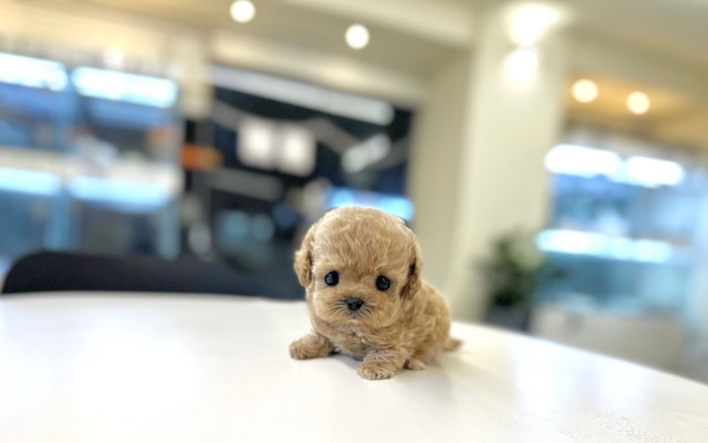 부산강아지분양 5만원 이미지 10